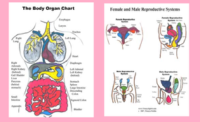 Body Organ Identification