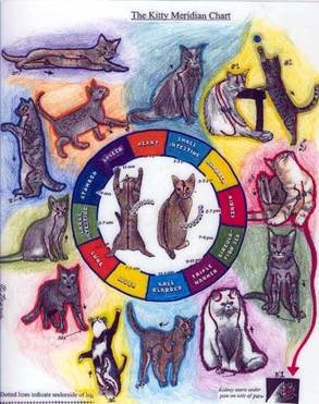 Energy Medicine  for Cats